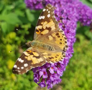 Close-up of butterfly pollinating on purple flower