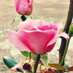 Close-up of pink flowers