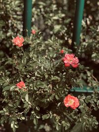 Close-up of red flowering plant