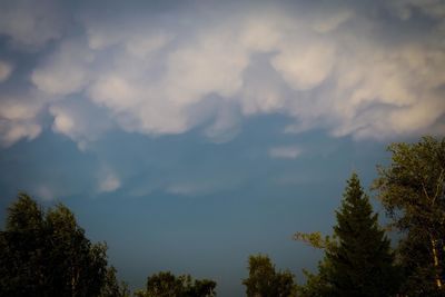 Low angle view of trees against sky