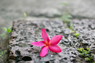 Close-up of pink flowering plant