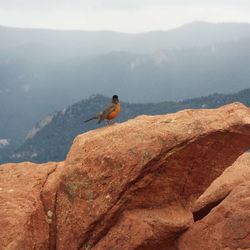 Bird perching on mountain against sky