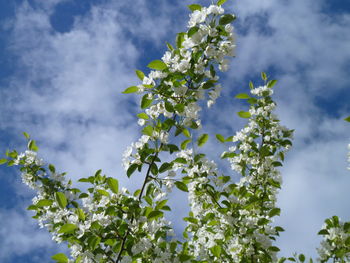 Low angle view of flowering plant against sky