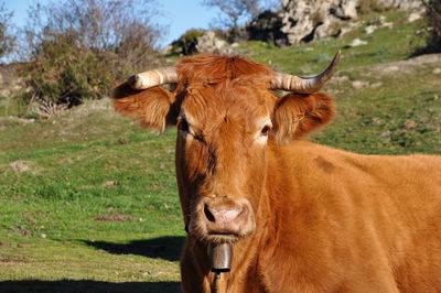 Portrait of a cow on land