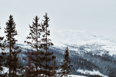 Pine trees on snow covered mountain against sky