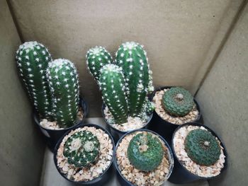 Cactus in box for sale.