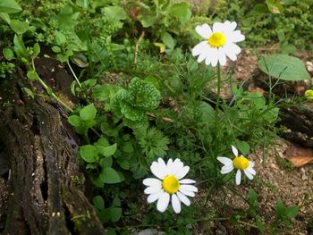 White daisy flowers growing outdoors