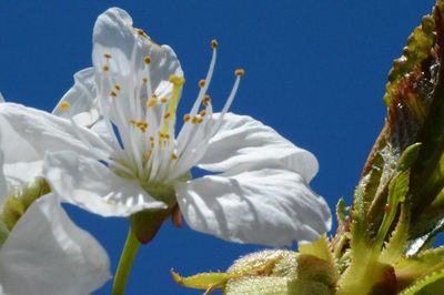 Close-up of white flowers blooming against clear sky