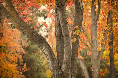 Scenic view of autumnal trees