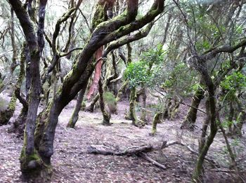 Trees in park