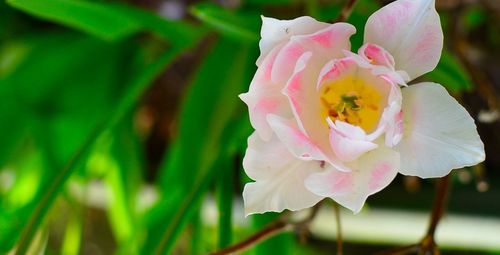 Close-up of pink flowers