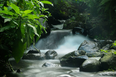 Scenic view of waterfall in forest