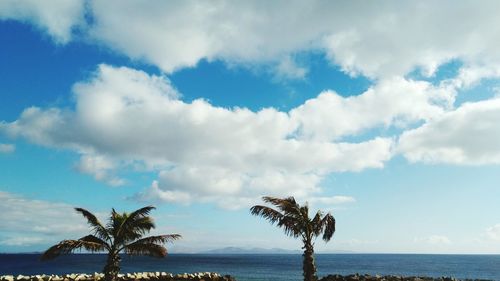 Low angle view of palm trees against sky