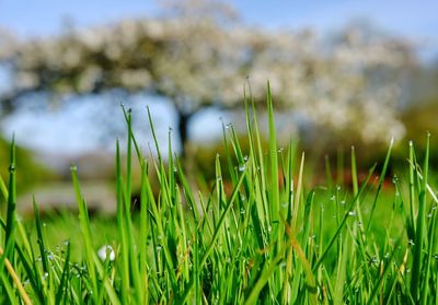 Close-up of grass on field