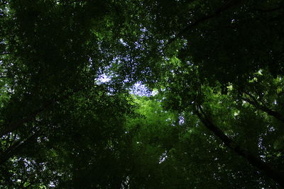 Low angle view of trees in forest