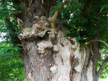 Close-up of tree trunk in forest