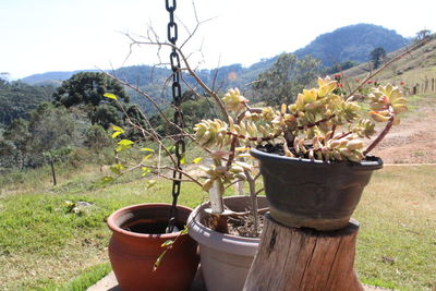 Potted plants on field