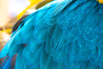 Close-up of peacock