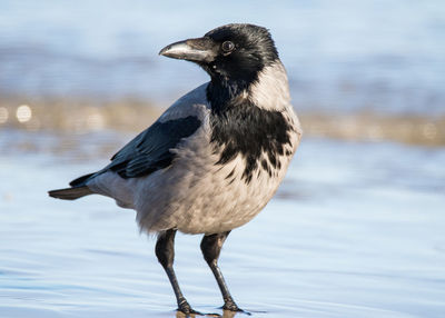 Close-up of bird perching on a lake