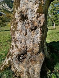 tree