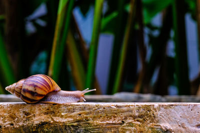 Close-up of snail