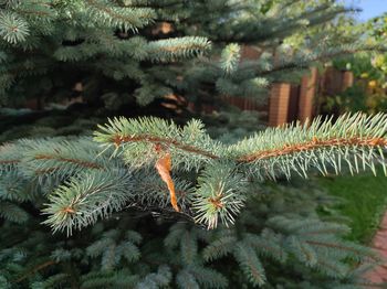 Close-up of pine tree