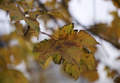 Close-up of maple leaf on branch