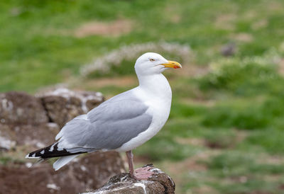 Close-up of seagull perching on a land