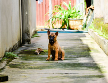 Portrait of dog sitting outdoors