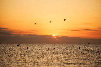 Silhouette birds flying over sea against sky during sunset