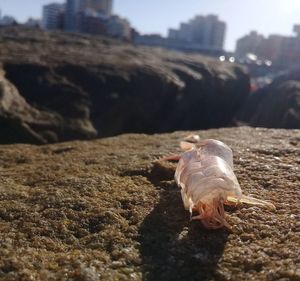 Close-up of crab on rock