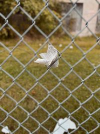 Close-up of chainlink fence