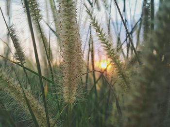 Close-up of stalks against sunset