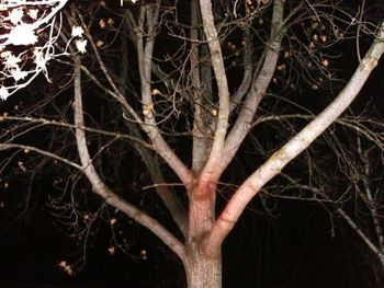 Close-up of bare branches