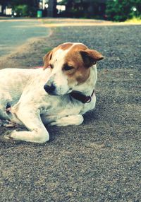 Dog lying on road