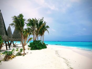 Palm trees on beach against sky