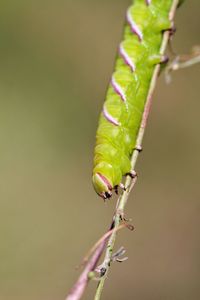 Close-up of insect on leaf