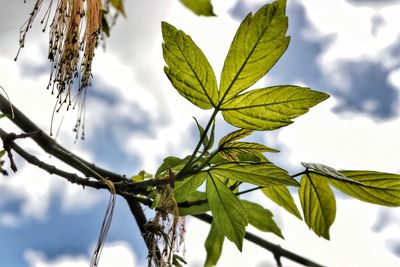 Low angle view of plant against sky