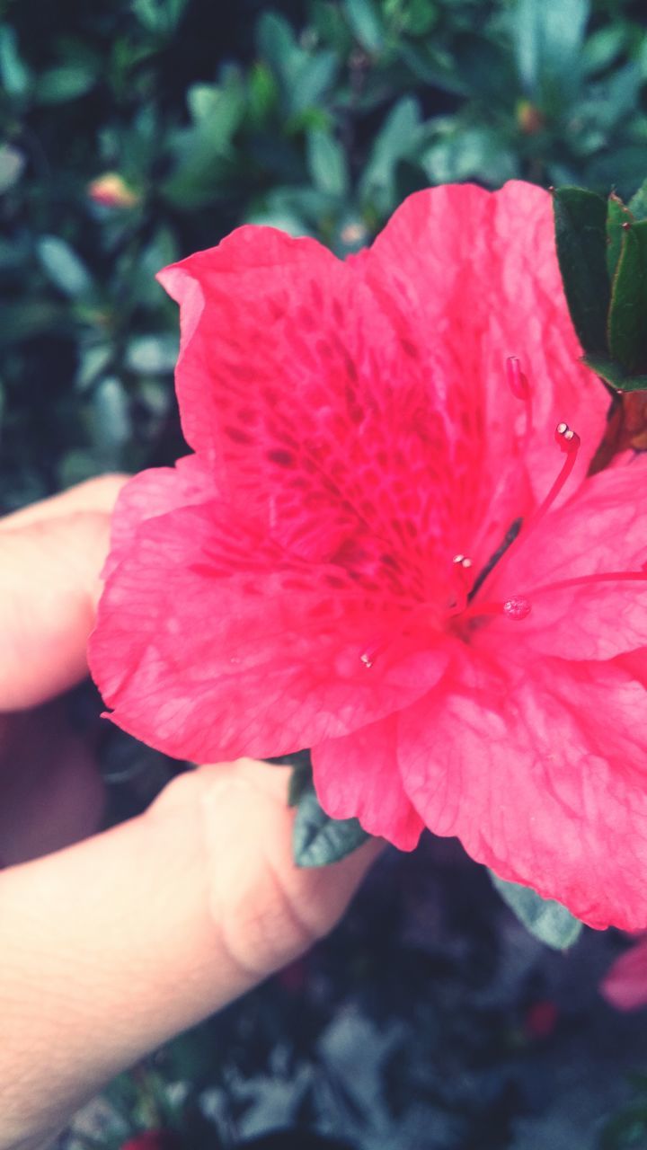 flower, person, holding, petal, freshness, flower head, fragility, part of, focus on foreground, single flower, cropped, close-up, human finger, red, unrecognizable person, pink color, beauty in nature