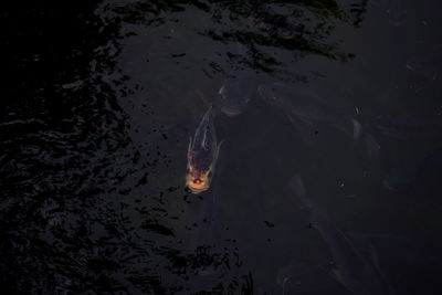 High angle view of koi carps swimming in pond