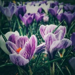 Close-up of purple crocus flowers on field