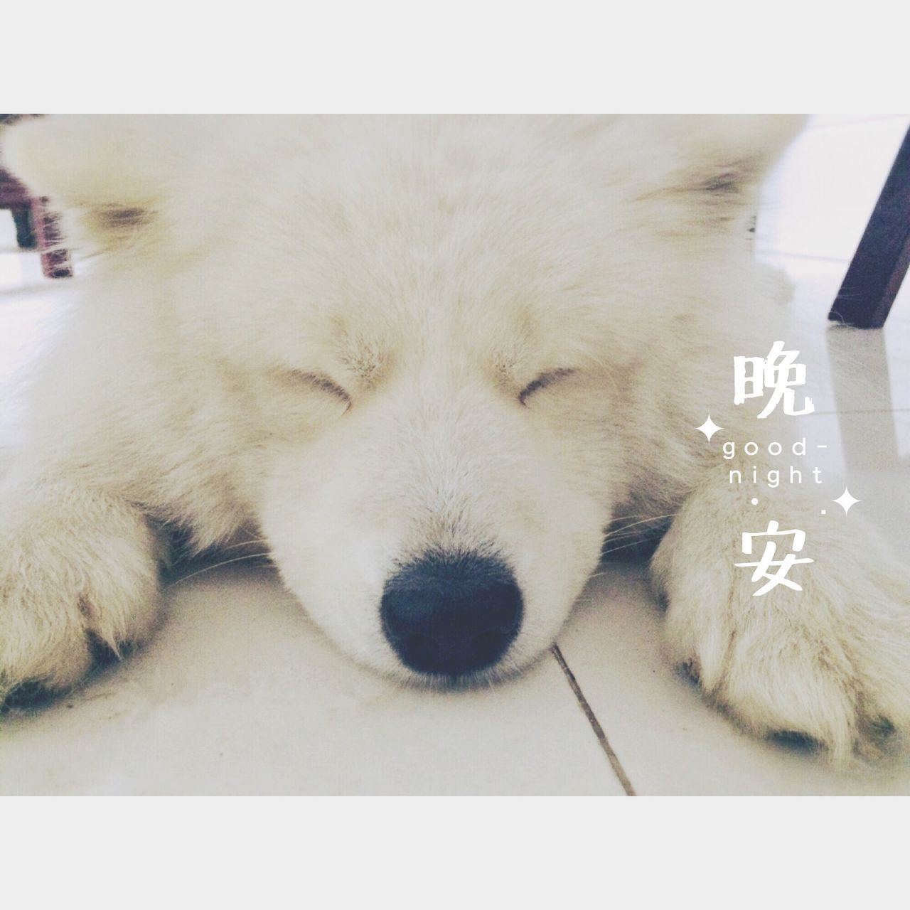 pets, domestic animals, mammal, animal themes, indoors, text, transfer print, western script, one animal, communication, dog, auto post production filter, sleeping, domestic cat, close-up, relaxation, cat, white color, lying down, eyes closed