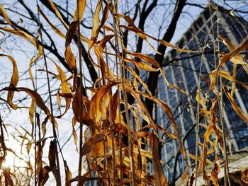 Close-up of bare tree branches