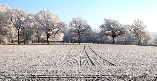 Trees on landscape against clear sky