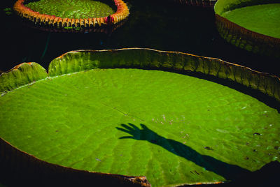 High angle view of shadow on lily pad