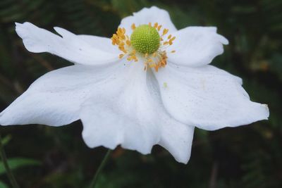 Close-up of white flowers blooming outdoors