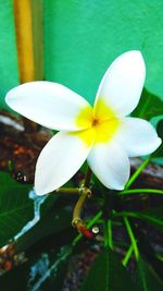 Close-up of frangipani blooming outdoors