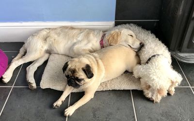 Two dogs resting on tiled floor