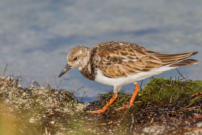 Side view of a bird on beach