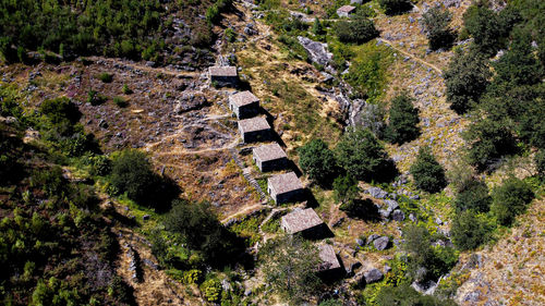 High angle view of trees growing on road